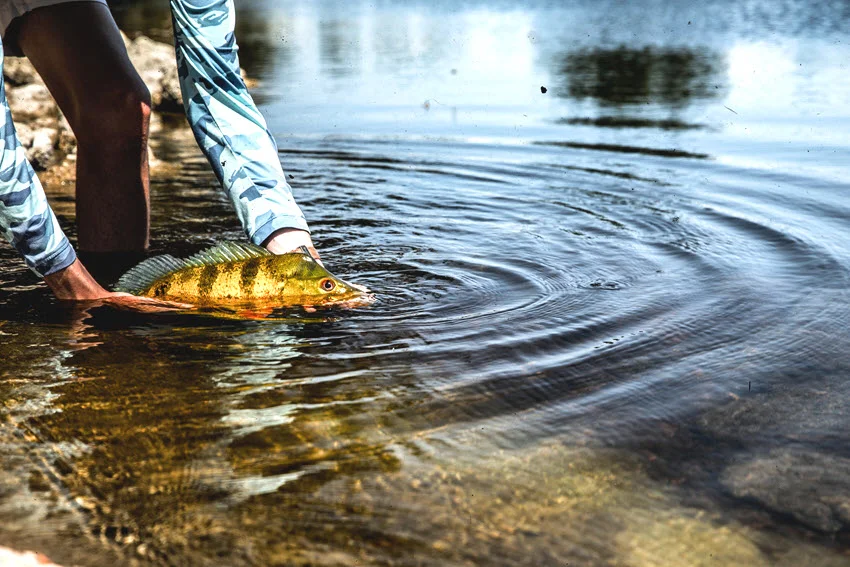 Peacock Bass being released into shallow water after a catch, illustrating careful handling and responsible catch-and-release fishing practices.