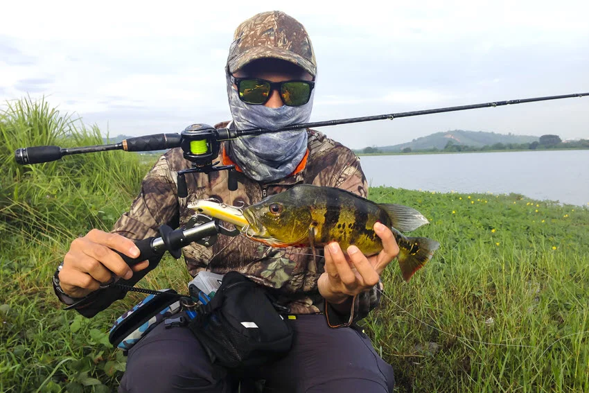 Angler holding a Florida Peacock Bass caught from the bank with casting gear, showing the bright markings and hard-fighting profile of this South Florida game fish.