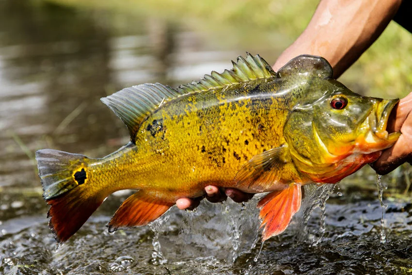 Angler holding a vivid Florida Peacock Bass near the water, showing the orange fins, bold side bars, and tail spot that make this species stand out.