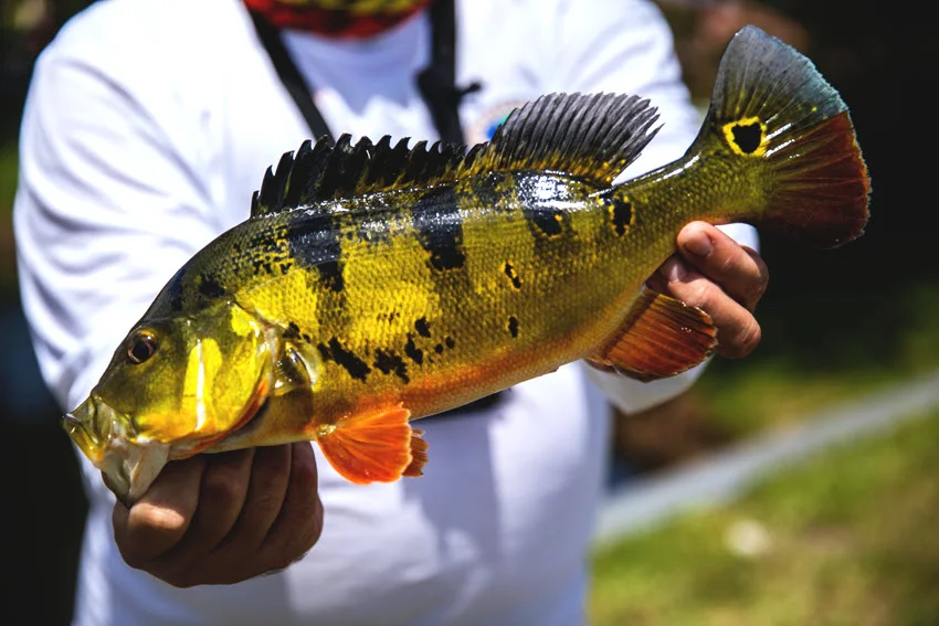 Angler holding a colorful Peacock Bass with yellow, black, and orange markings, a signature freshwater target in South Florida canals and lakes.