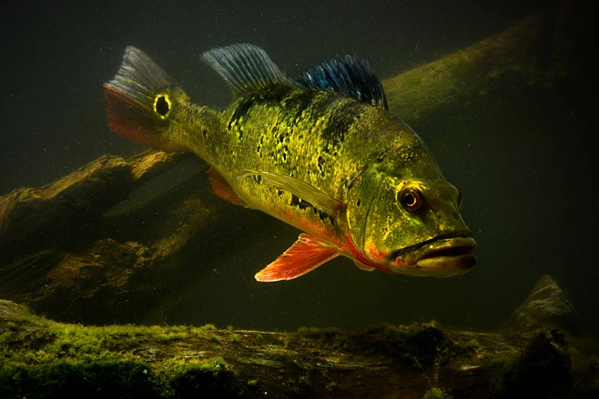 Underwater view of a Peacock Bass holding near submerged wood and shaded cover, showing the structure where anglers often target this aggressive freshwater fish.