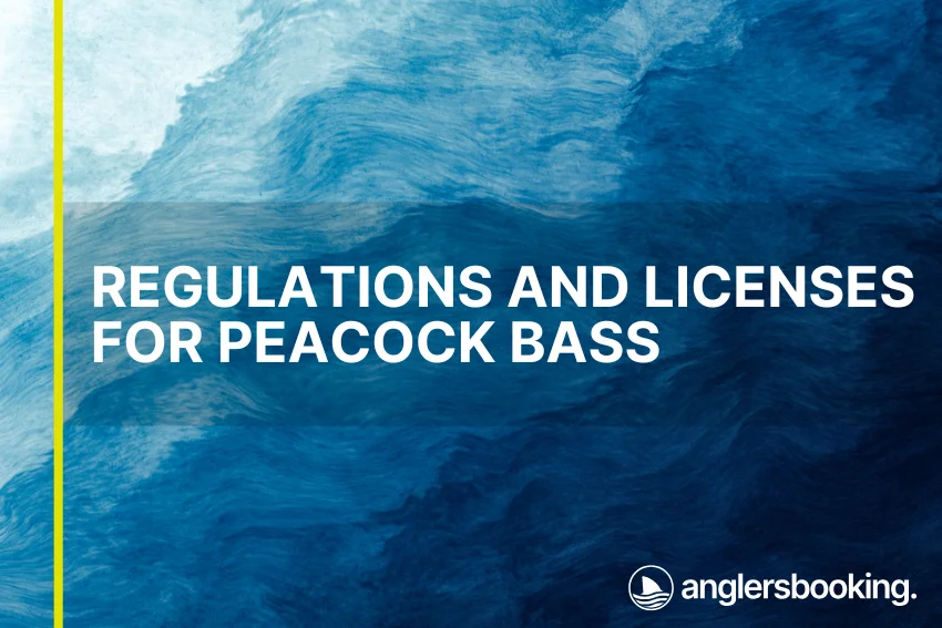 An illustration of ocean waves in intricate shades of blue, with a yellow line on the left side of the visual, the heading Regulations and Licenses for Peacock Bass, and the Anglers Booking logo at the bottom right.