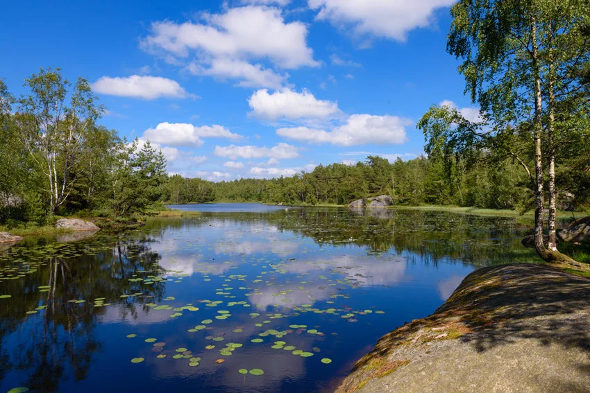 Peaceful view of Bosarpasjön, Sweden, with calm blue water, lily pads, rocky shoreline, and green forest reflected under a bright sky.