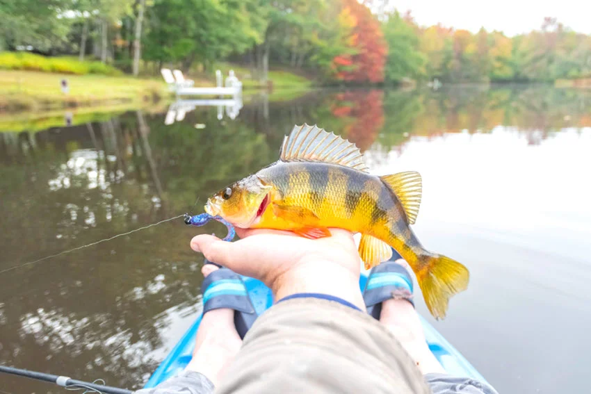 Angler holding a Yellow Perch from a kayak during fall, with a quiet lake, docks, and colorful shoreline trees in the background.