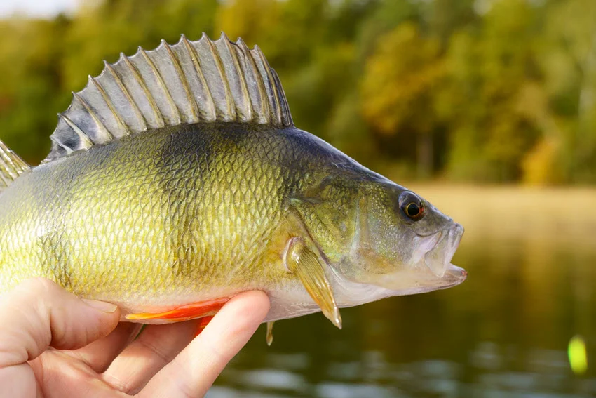 Perch Fishing: The Angler's Guide.