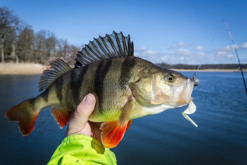 Angler holding a large Perch caught on a white soft-plastic lure, with open lake water and fishing rods visible in the background.