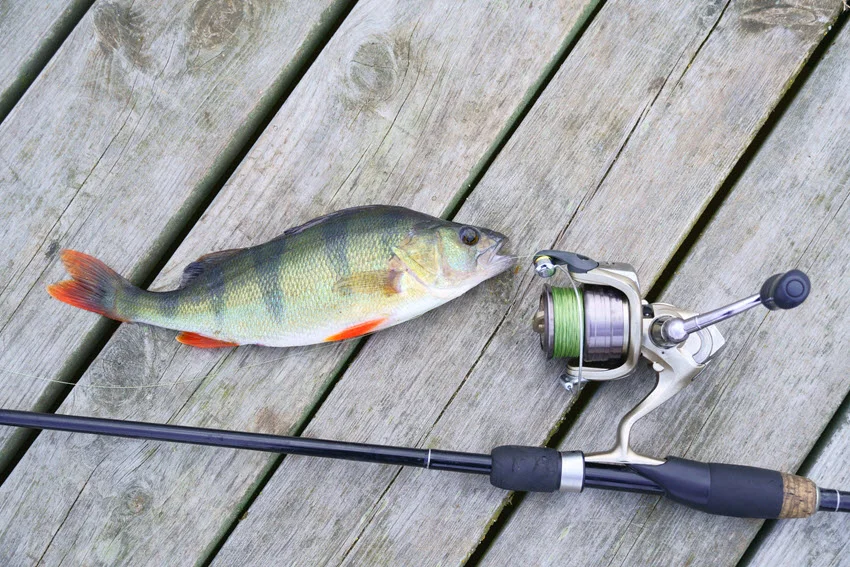 European Perch resting on a wooden pier beside a light spinning rod, compact reel, and green fishing line.