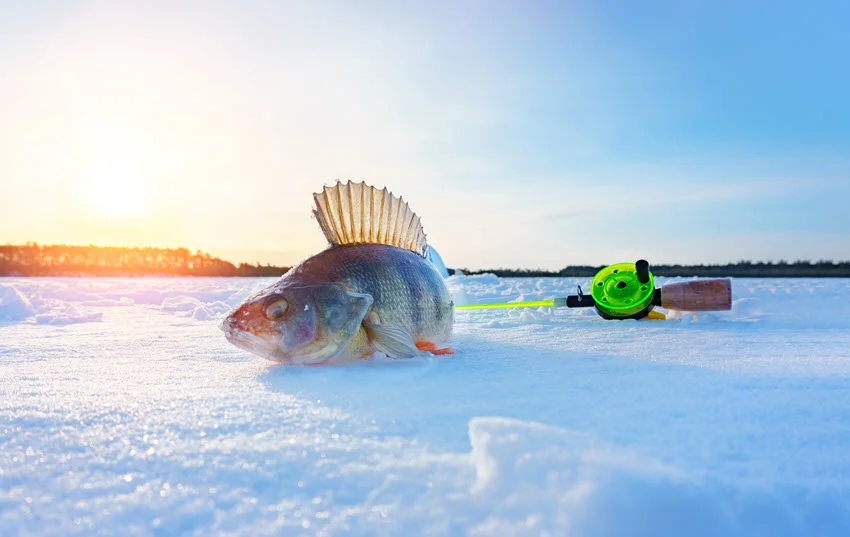 Freshly caught Perch lying beside an ice fishing rod on a snow-covered lake at sunrise during the winter season.