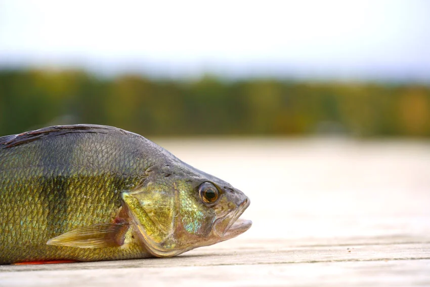 Focused shot of a European Perch resting on a wooden pier, highlighting its green-gold scales, dark bars, and red-orange fins.