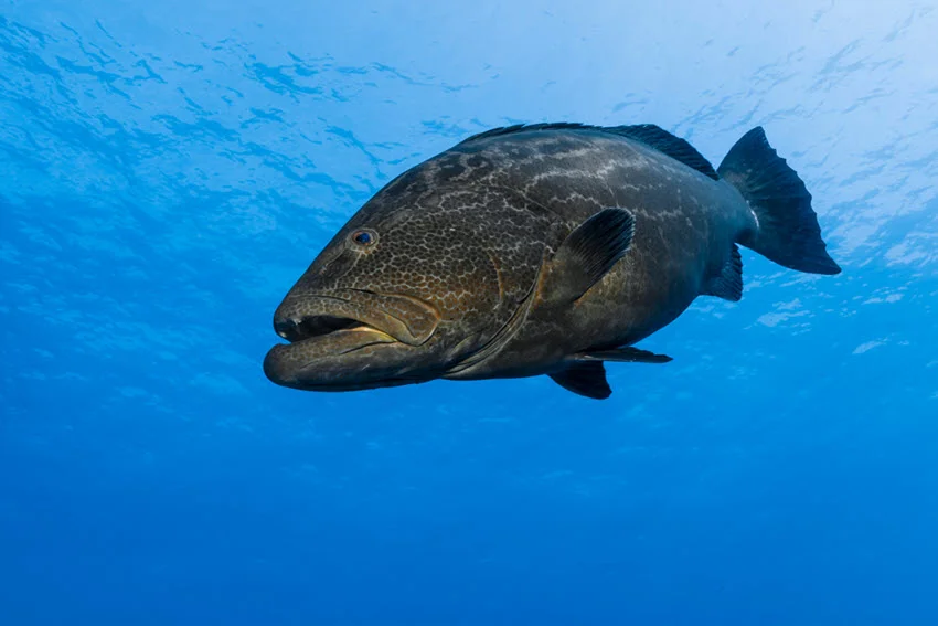 A Black Grouper swims near the ocean surface in clear blue water, with sunlight filtering from above.