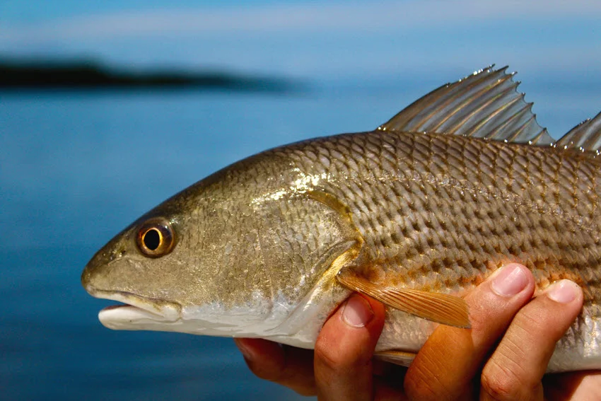 Close-up view of a Redfish held by an angler, showing detailed features of the fish with a blurred water background.