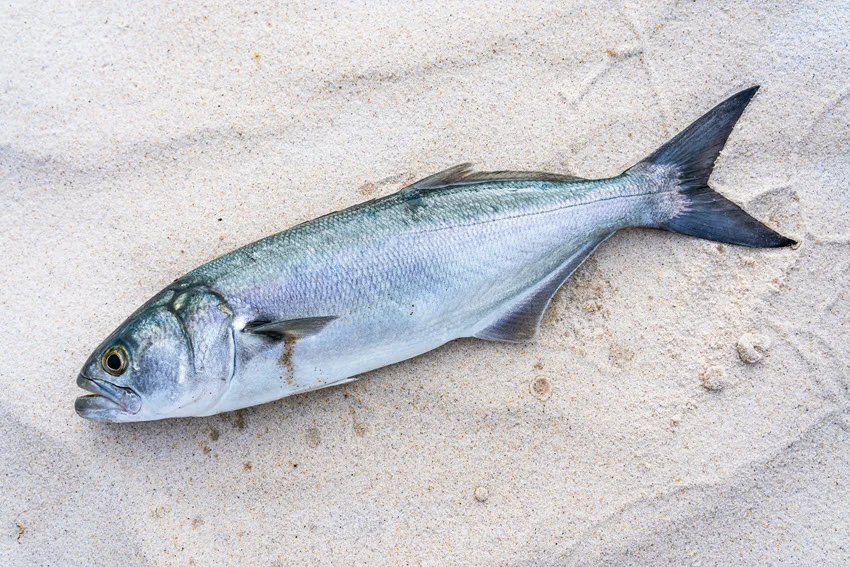 A view of a freshly caught Bluefish placed on sandy ground, with its shimmering scales reflecting the sunlight.