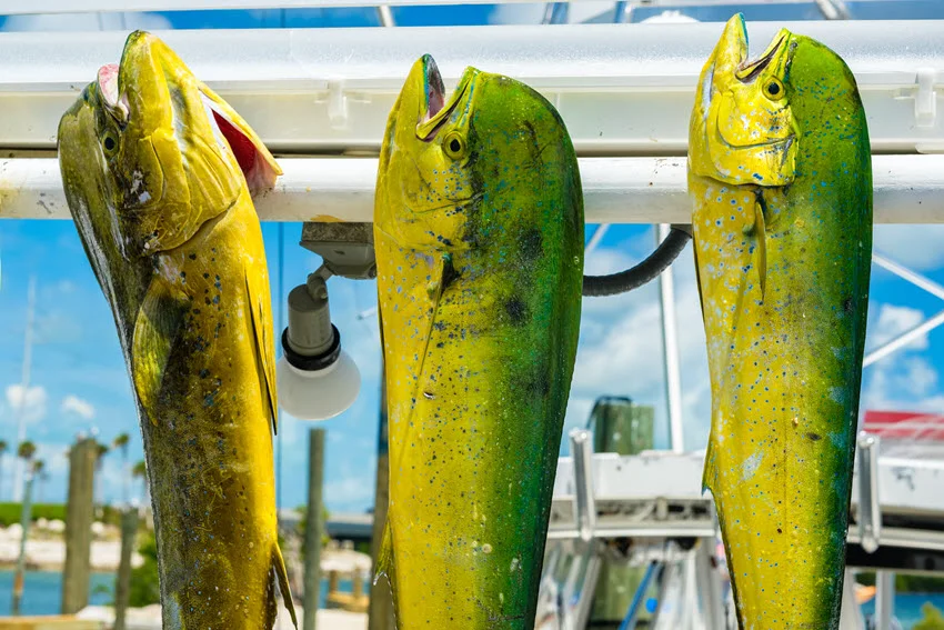 A close-up shot of several Mahi Mahi fish hanging in a marina, their vibrant colors on display against a blurred background.