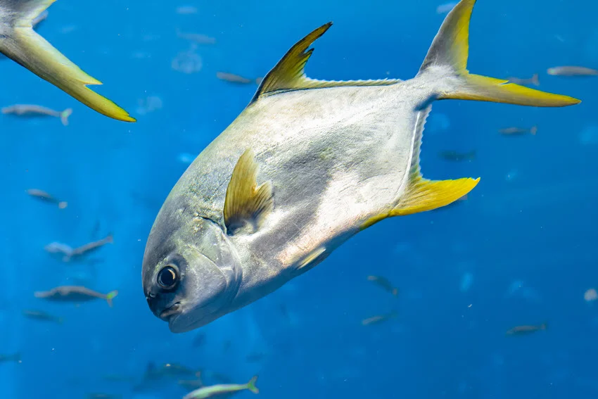 Close view of a Pompano swimming in crystal blue water, with detailed features of the fish clearly visible.