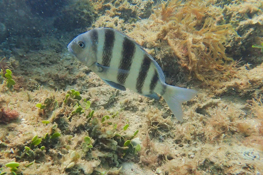 Underwater view of a Sheepshead swimming near grassy vegetation in shallow coastal water.