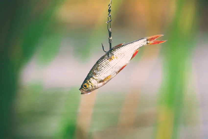 Focused shot of live bait on a hook, with a blurred background of green grass.