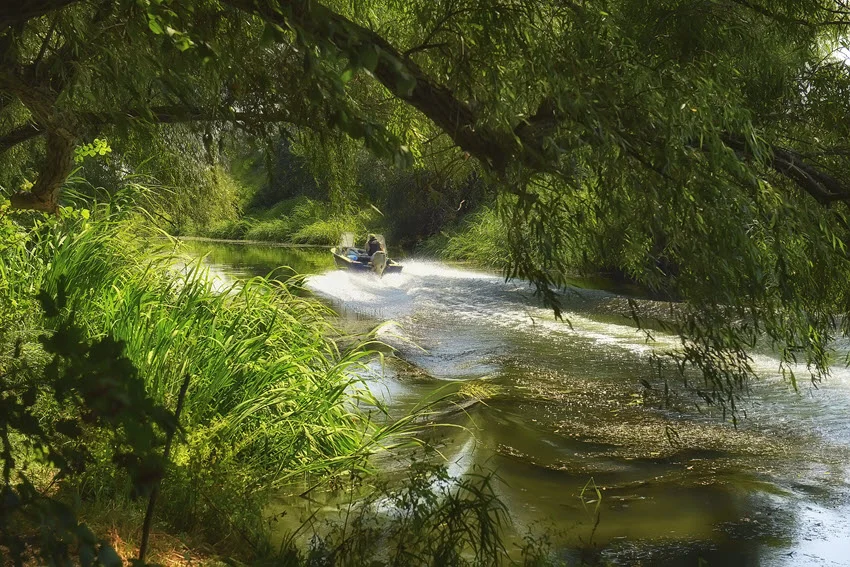 A fishing boat gliding gently across the river, surrounded by lush vegetation, reeds, and trees along the banks on a bright, sunny summer day.