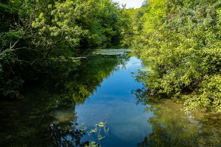 A view of overhanging trees and bushes creating shaded areas along the crystal-clear river shore.