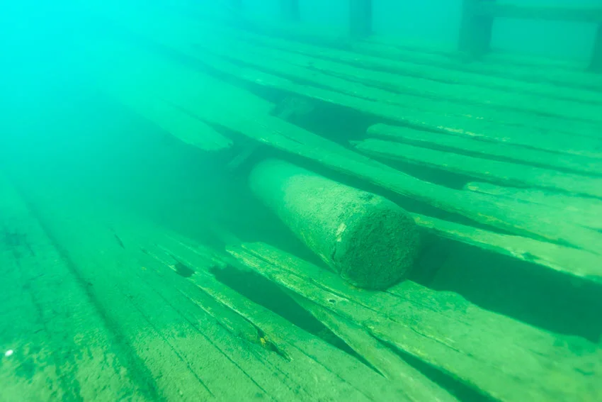 Close shot of a sunken tree piles in greenish, murky water.