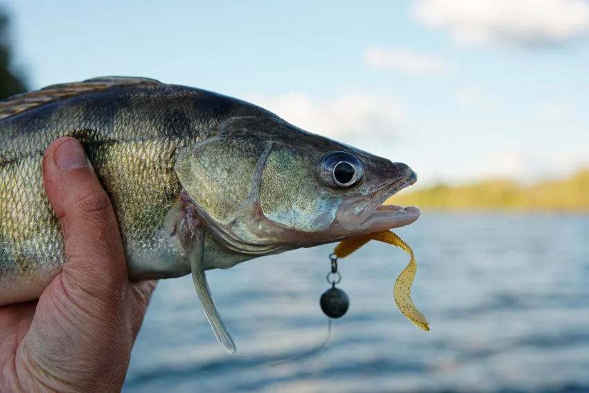 A fisherman holding a Walleye with a soft plastic bait in its mouth.