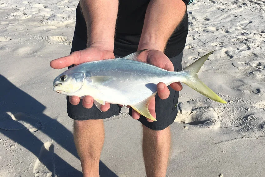 Angler holding a freshly caught Florida Pompano on a sandy Gulf of Mexico beach, showing the fish's bright silver body and yellow tail.