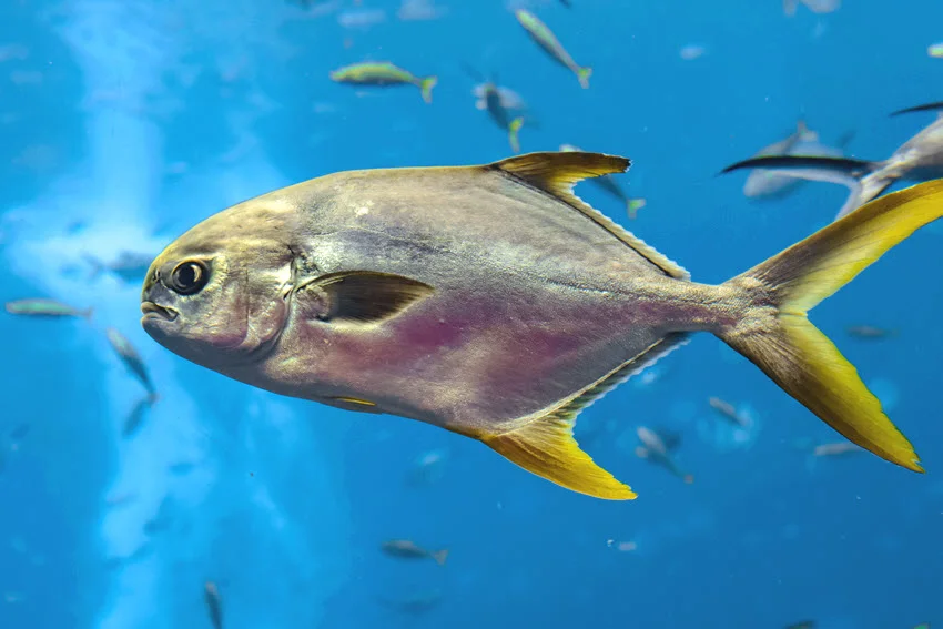 Close underwater view of a Snubnose Pompano swimming in blue water, showing its deep silver body, rounded profile, and yellow tail fin.