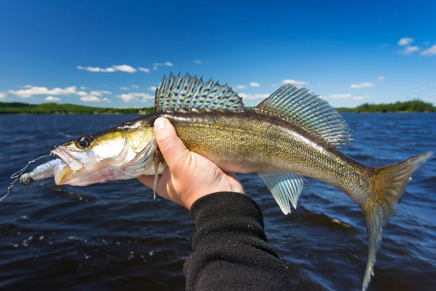 Angler supports a freshwater fish above the water, showing its raised spiny dorsal fin, spotted sides, and pale belly against the lake.