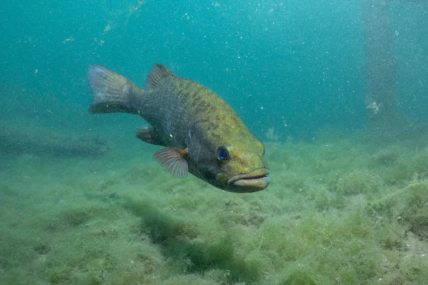 Largemouth Bass swims above a rocky lake bottom, with its broad mouth, dark side stripe, and fins visible in green water.