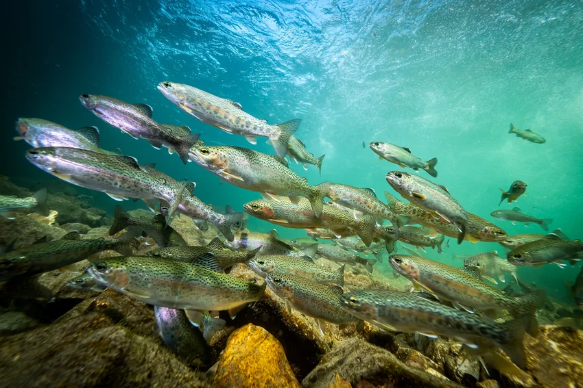 Rainbow Trout swim above a rocky bottom in clear water, with sunlight filtering through the surface and illuminating their spotted bodies.
