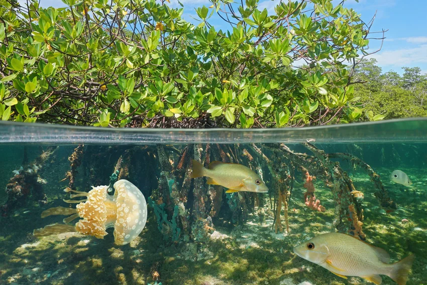 Split-level view of mangroves showing leafy branches above the surface and fish, exposed roots, and a jellyfish in the water below.