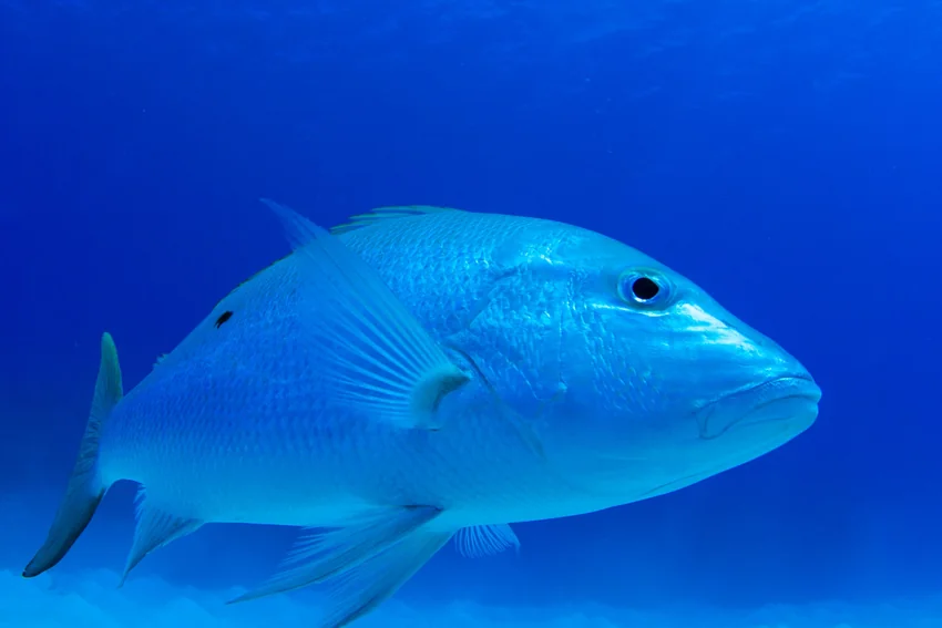 Mutton Snapper swims through blue water, with its side spot, fins, and body profile visible against the open underwater background.