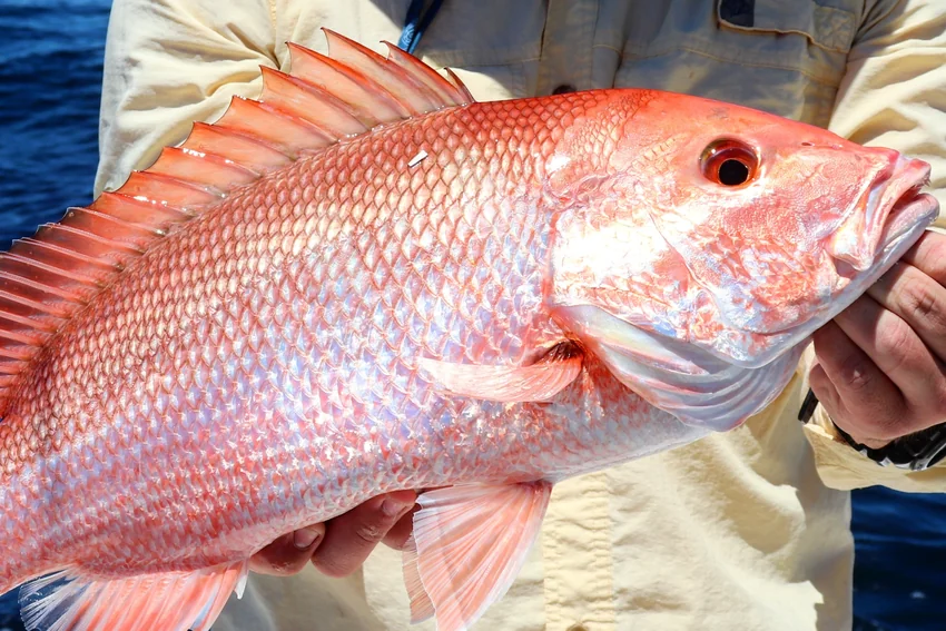Angler holds a Red Snapper beside a boat, with the fish's red scales, raised dorsal fin, eye, and mouth clearly visible.