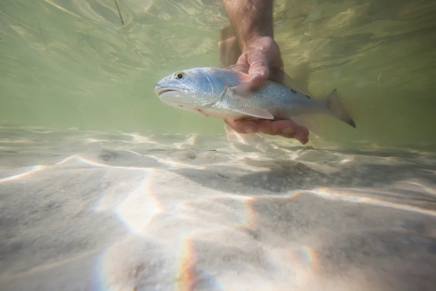 Angler supports a small Redfish at the water's surface, with its pale body visible above a sandy bottom in shallow water.