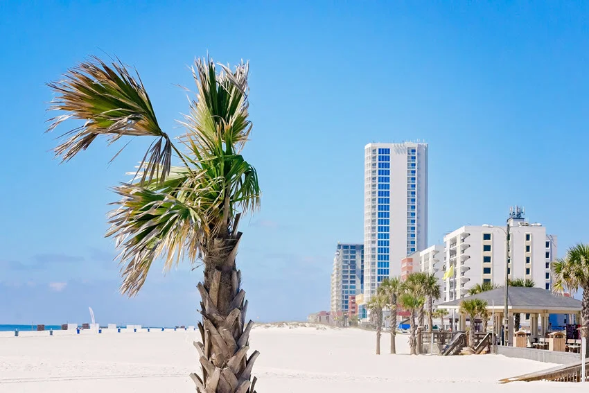 A palm tree stands beside the broad white-sand beach in Gulf Shores, Alabama, with beachfront condominiums extending along the coast.