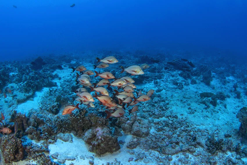 A school of Humpback Red Snapper gathers above a coral reef, with pale sandy patches between rocky formations in clear blue water.