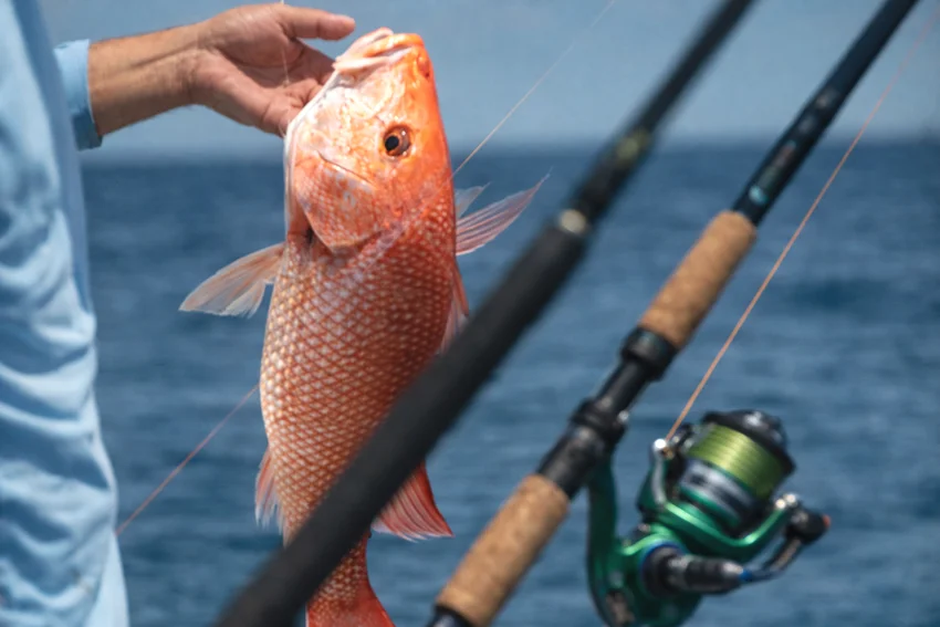 Close shot of an angler holding a Red Snapper on a boat with blurred rods and blue ocean in the background.