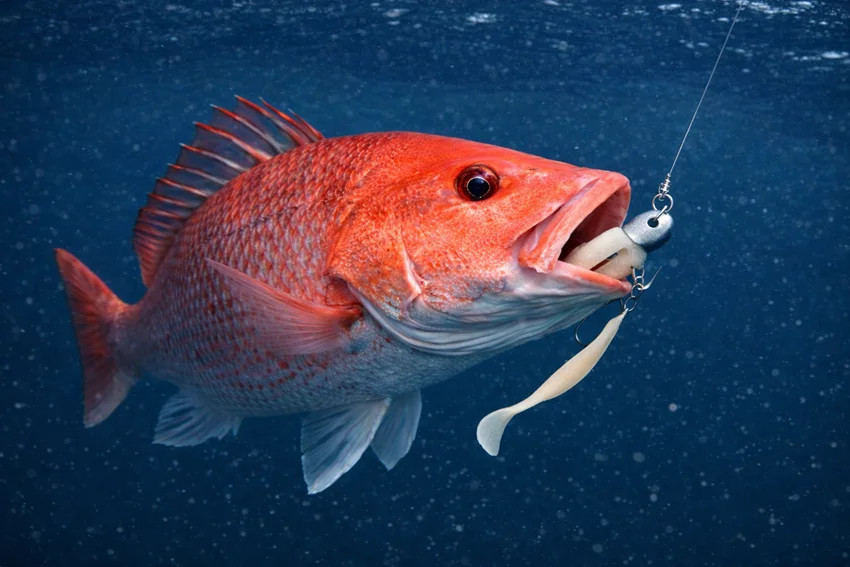 Red Snapper Season in Florida: Rules, Tips, and Best Times.