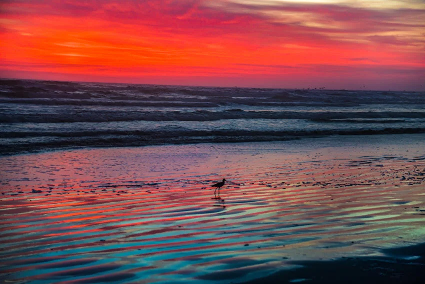 Beautiful silhouette of a seagull walking along the shore in Jacksonville, with calm water and gentle waves in the background during a serene moment.