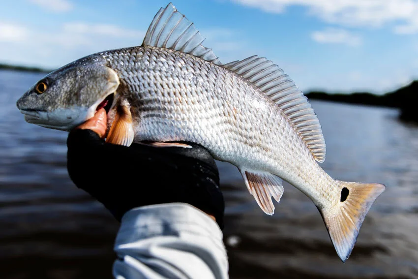 Redfish Fishing: The Angler's Guide