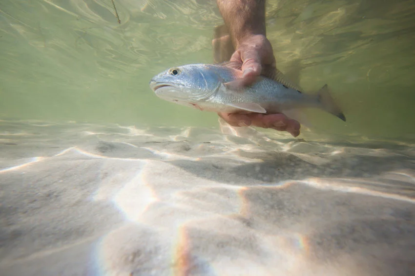 An angler leans over a dock in Florida to feed or release a small Redfish beside the pilings, with calm green water and marina structure in the background.