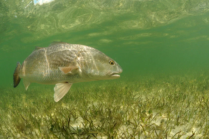 Underwater view of a Redfish cruising over seagrass on Florida Bay flats, showing the shallow habitat where anglers target Redfish year round.