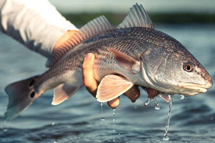 An angler holds a Redfish at the Florida waterline with gentle surf and shallow coastal water, ready for a careful catch and release.