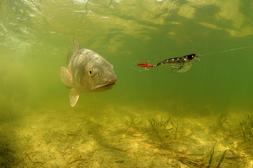 Underwater view of a Redfish moving toward a lure over a sandy flat with scattered seagrass, a common sight in shallow Florida inshore water.