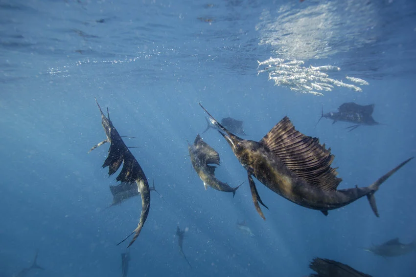 Underwater view of a Sailfish gliding through clear blue depth, with sunlight beams and small baitfish in the background.