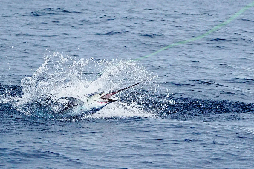 Action shot of a Sailfish breaking the surface and splashing hard, with whitewater spray and ripples spreading behind it.