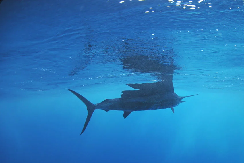 Underwater view of a Sailfish silhouette cruising beneath a rippled surface, with deep blue water and light fading into the depths.