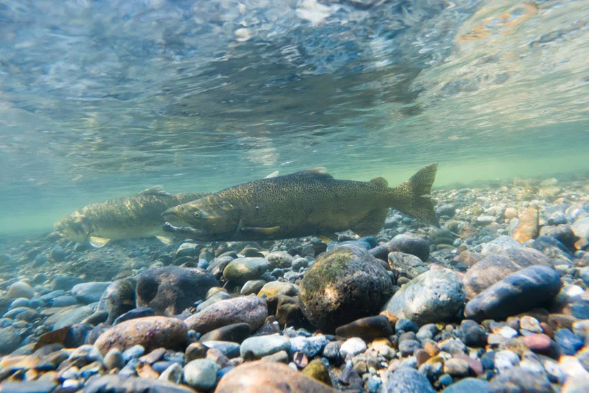Underwater view of a Chinook Salmon (King Salmon) cruising low over a rocky riverbed in clear current, showing natural travel behavior and classic freshwater holding water.