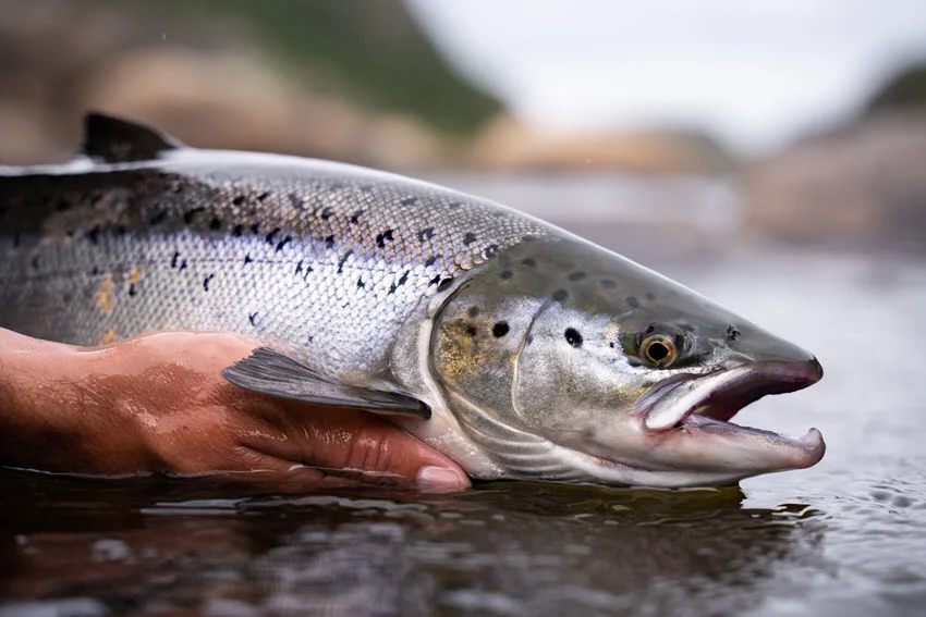 Salmon held gently at the waters edge, showing careful handling for quick release and reduced stress after the fight.
