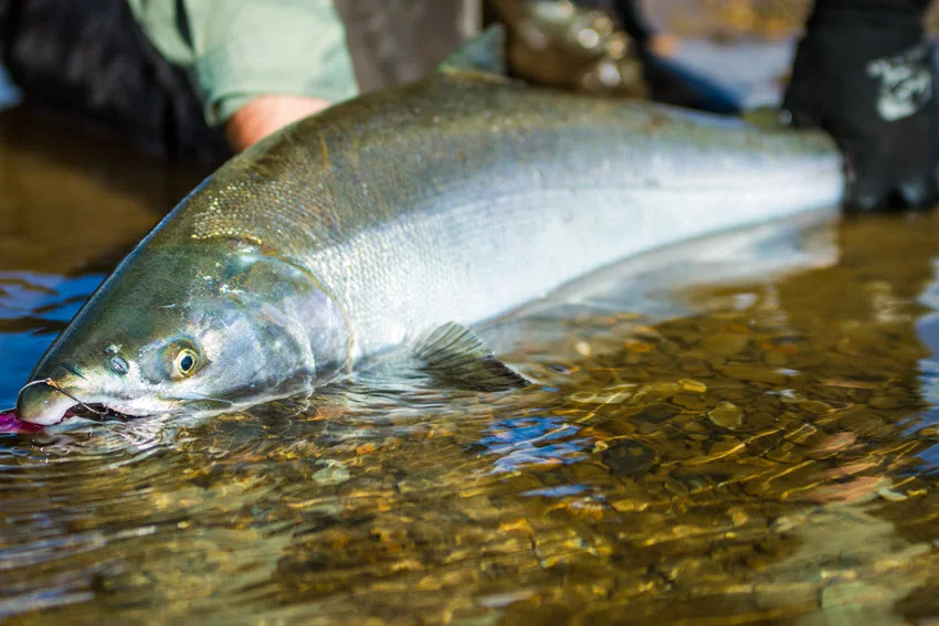 Silvery Salmon holding in a shallow river over gravel, a good reference for reading seams, depth changes, and soft current edges.