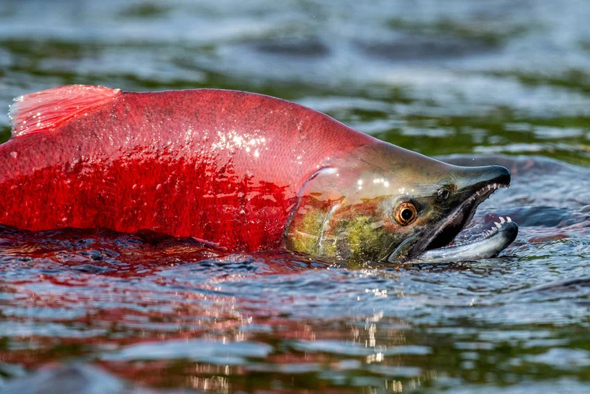 Salmon vs. Arctic Char: Comparison in Depth.